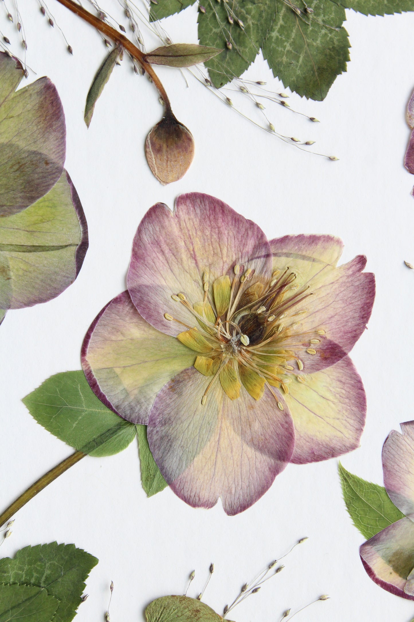Hellebores Fine Art Print