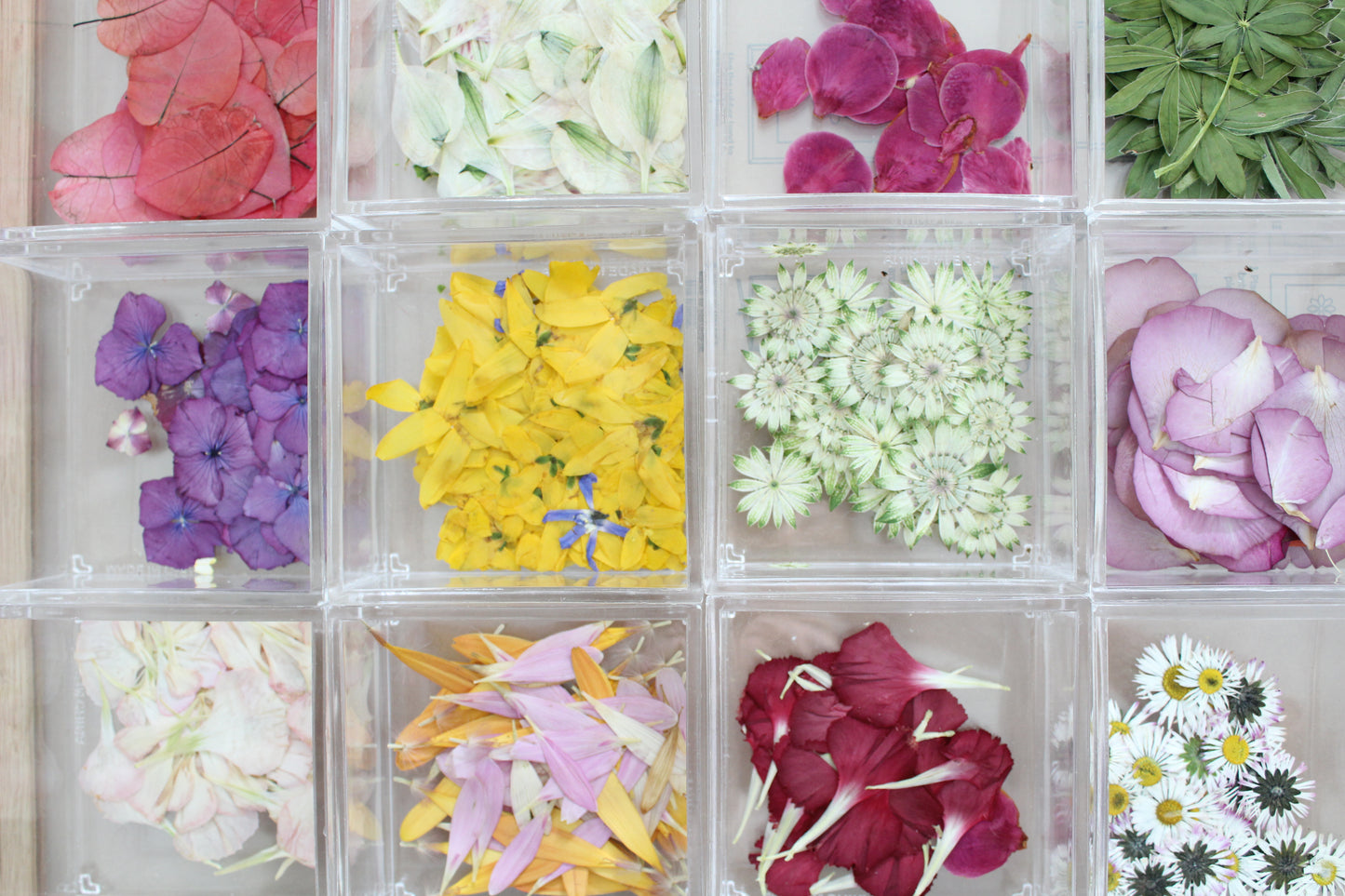 Loose Pressed Flowers