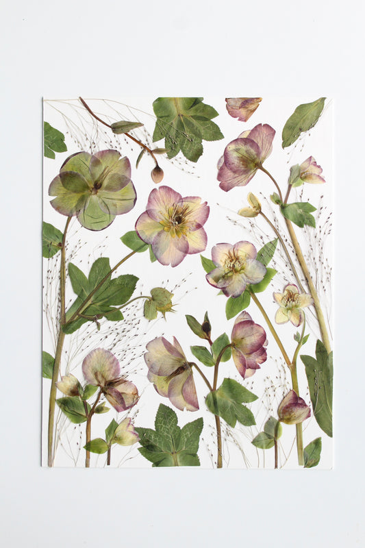 Hellebores Fine Art Print