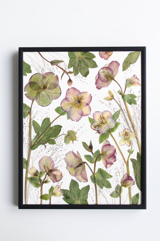 Hellebores Fine Art Print