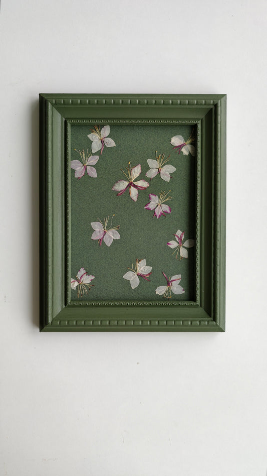 Gaura