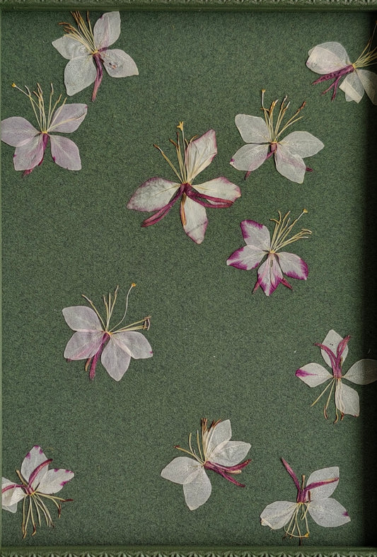 Gaura