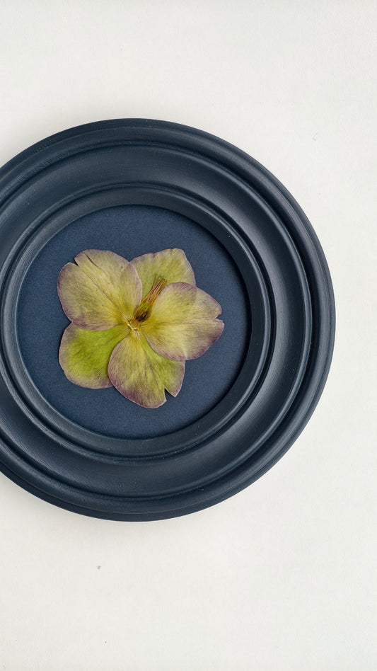 Hellebore
