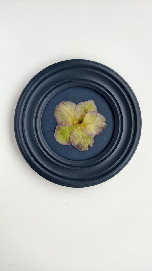 Hellebore