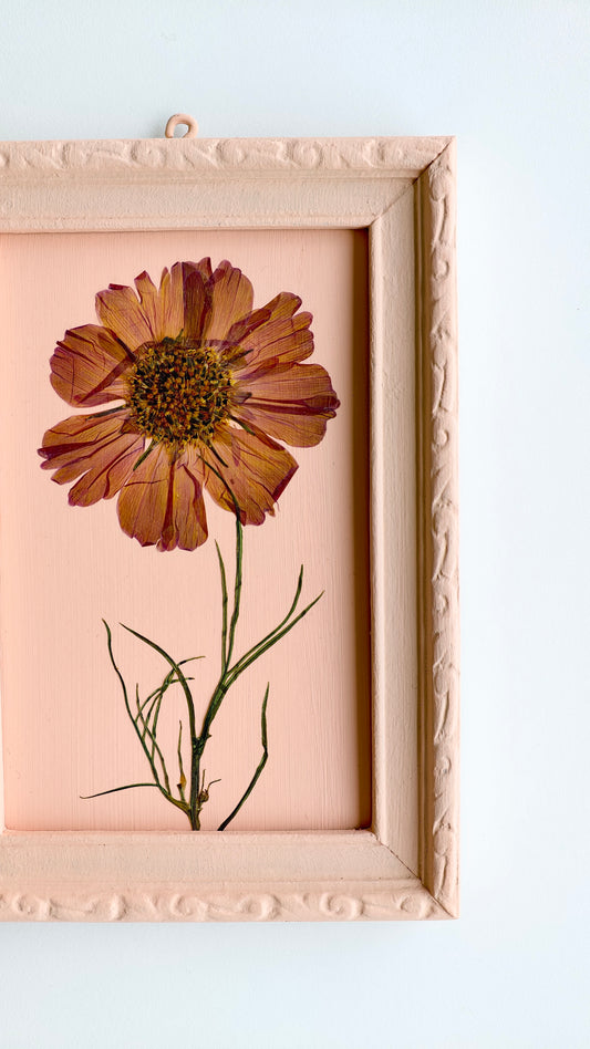 Cosmos
