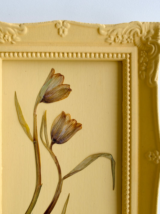 Fritillaria uva-vulpis