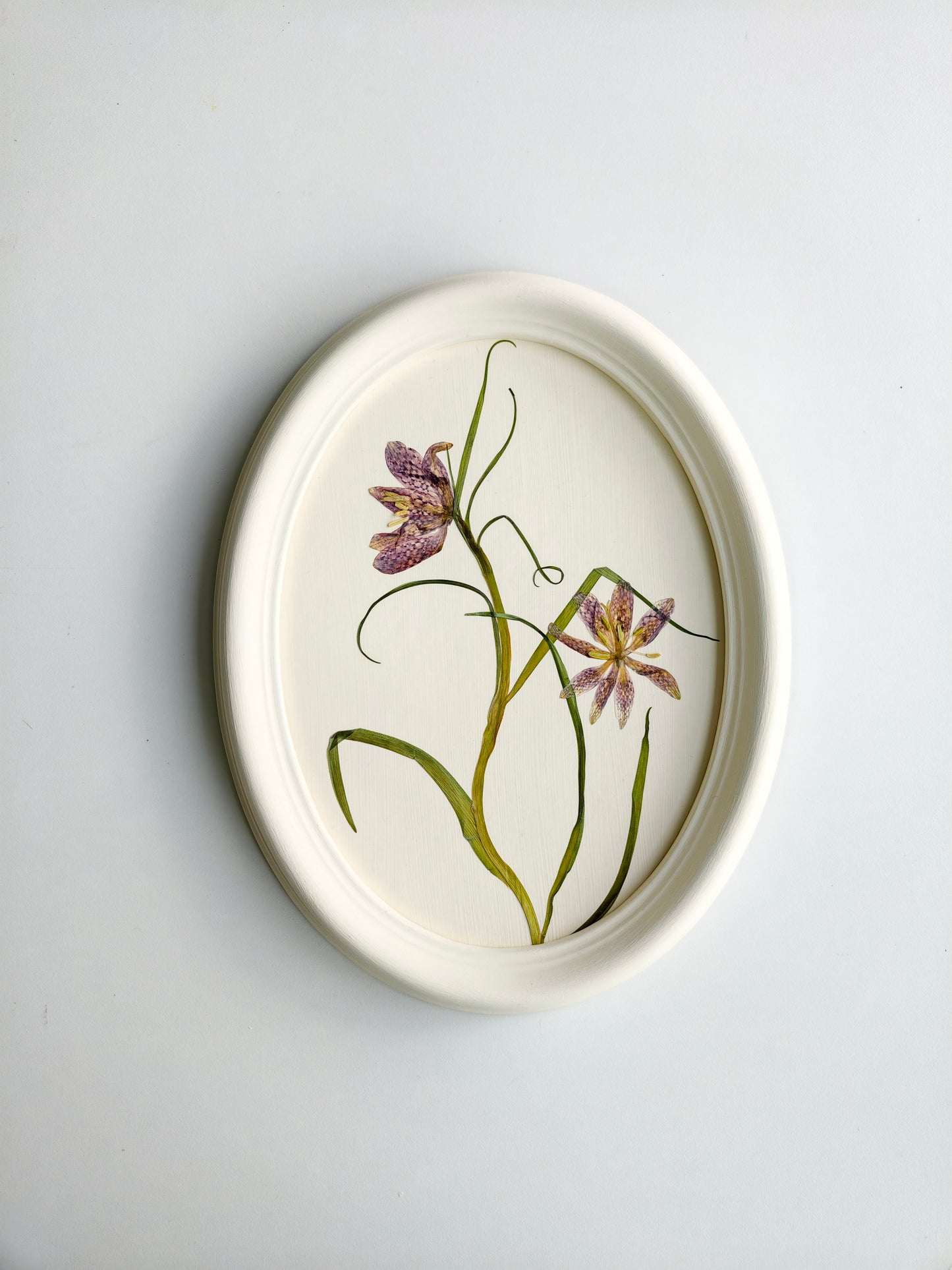 Fritillaria