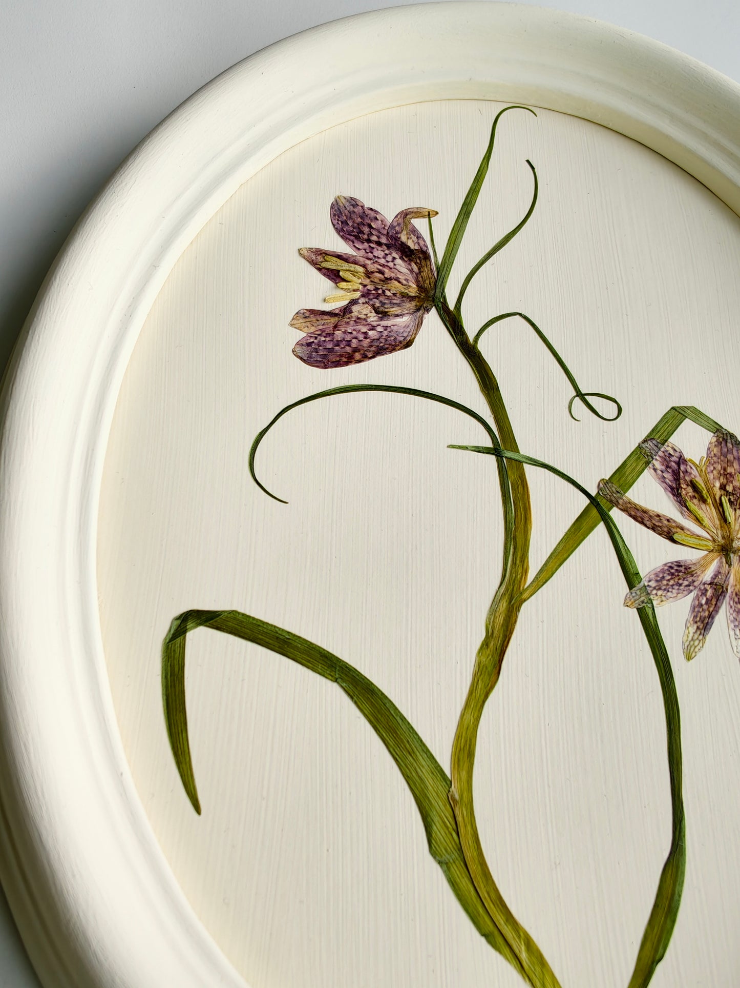 Fritillaria