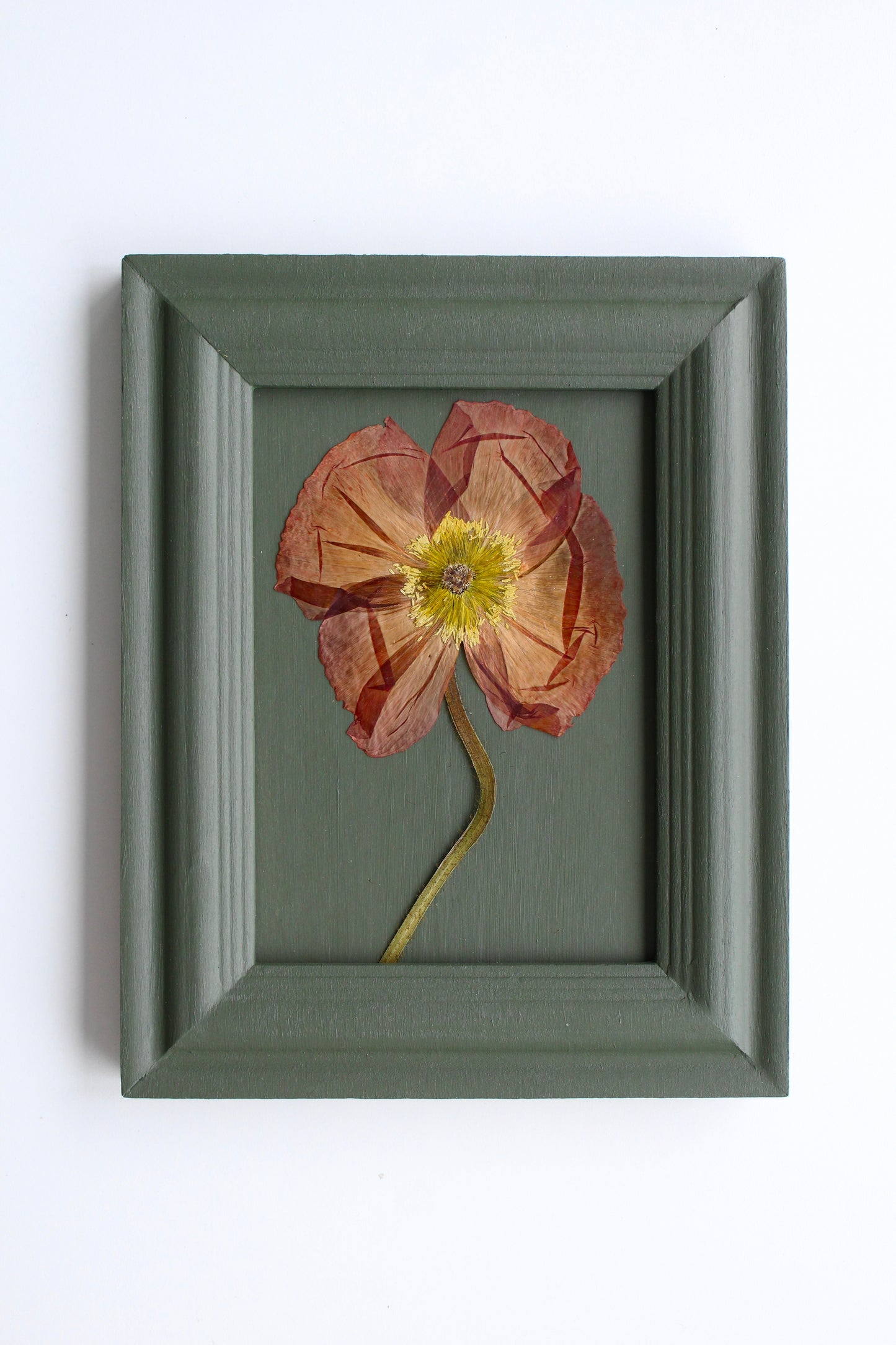 Poppy