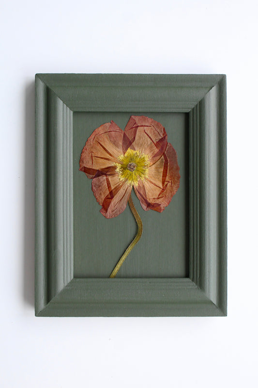 Poppy