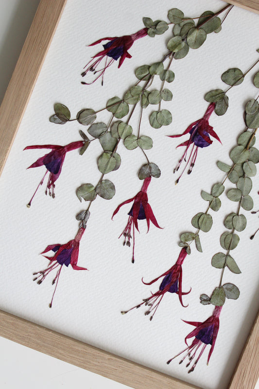 Dancing Fuchsia