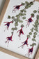 Dancing Fuchsia